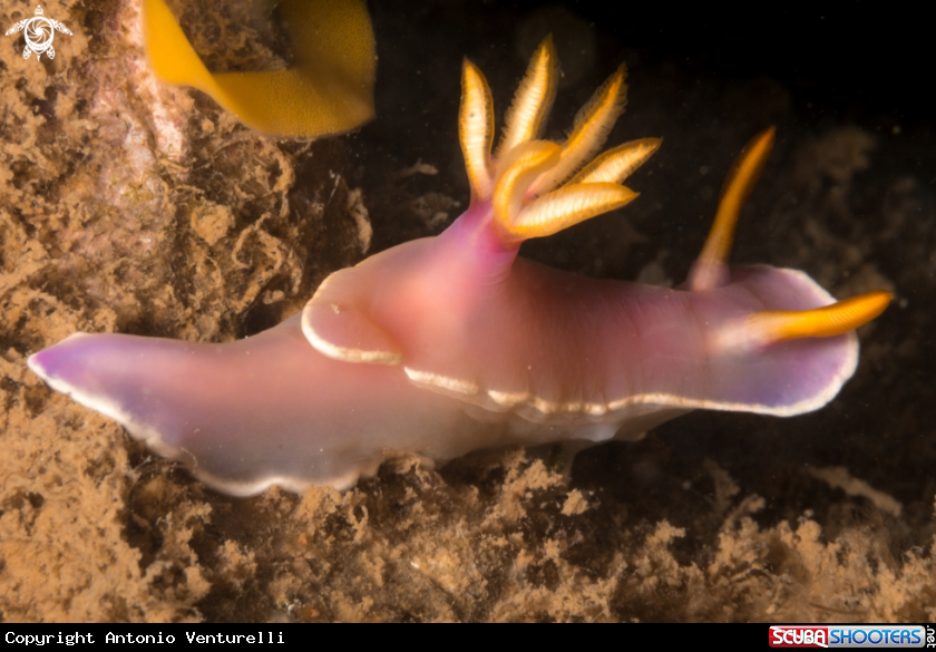 A Hypselodoris Bullokii