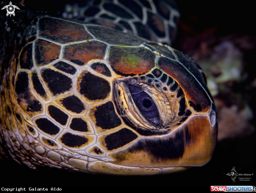 A Green Turtle
