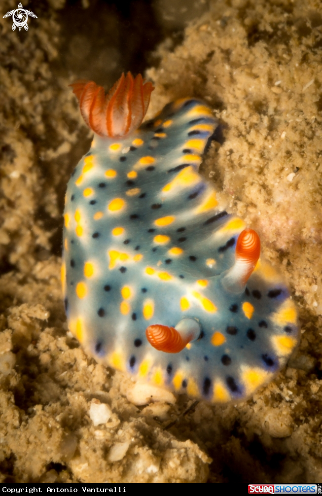 A Hypselodoris infucata