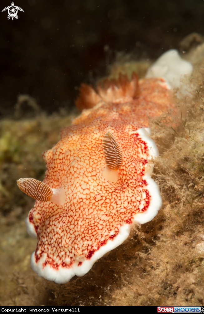 A Goniobranchus reticulatus