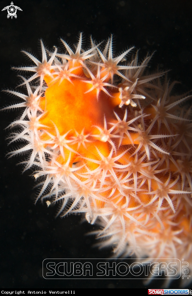 A Soft coral