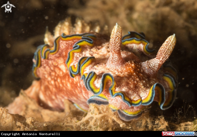 A Glossodoris cincta