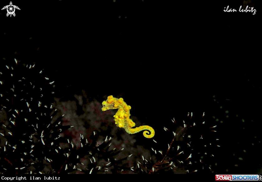 A pygmy sea horse