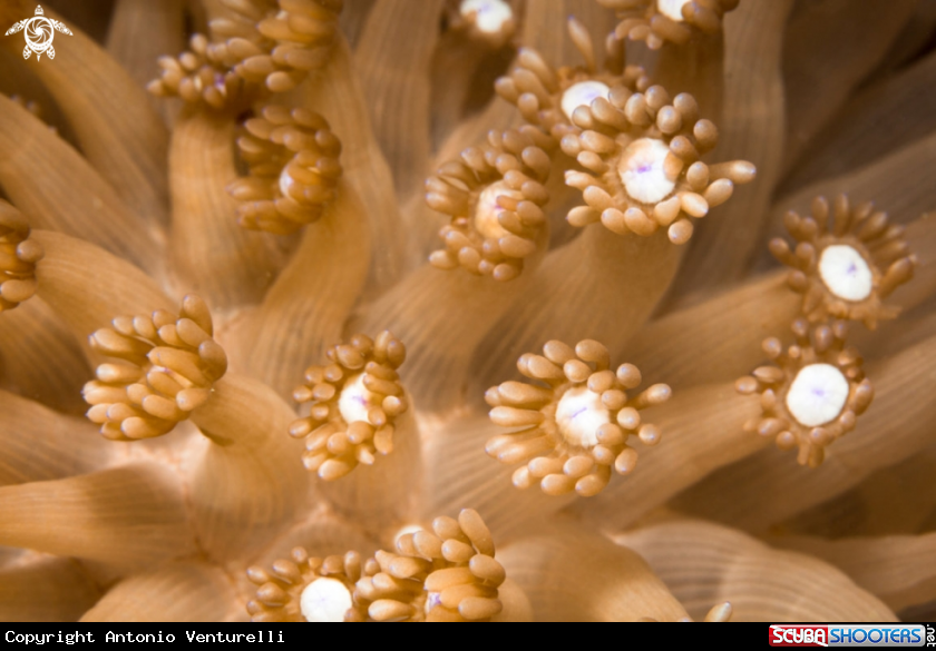 A Soft coral