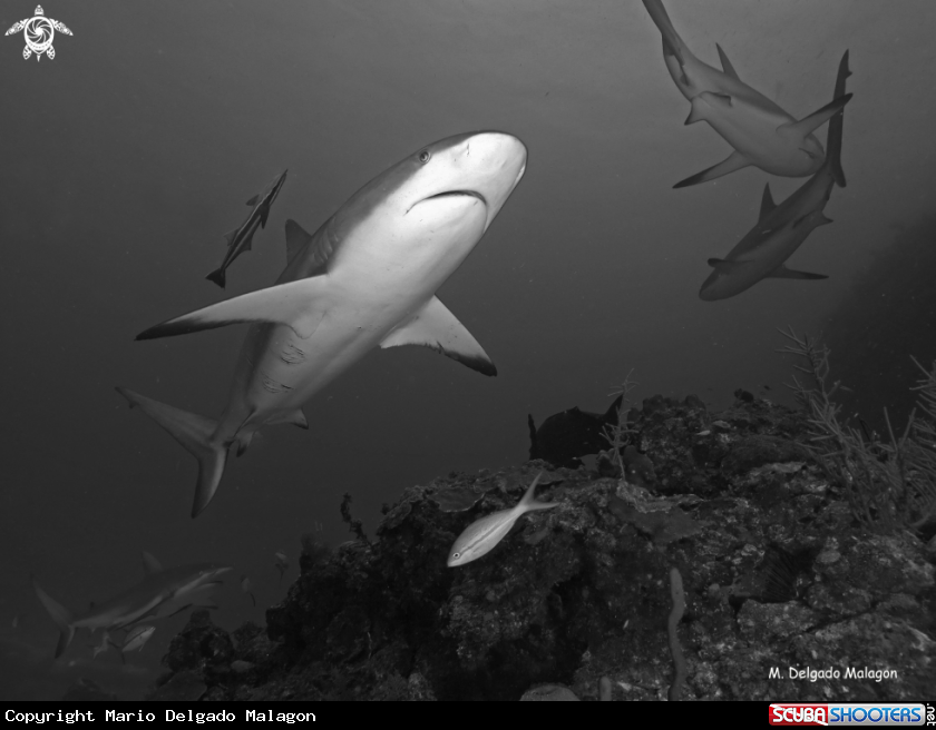 A Reef Sharks