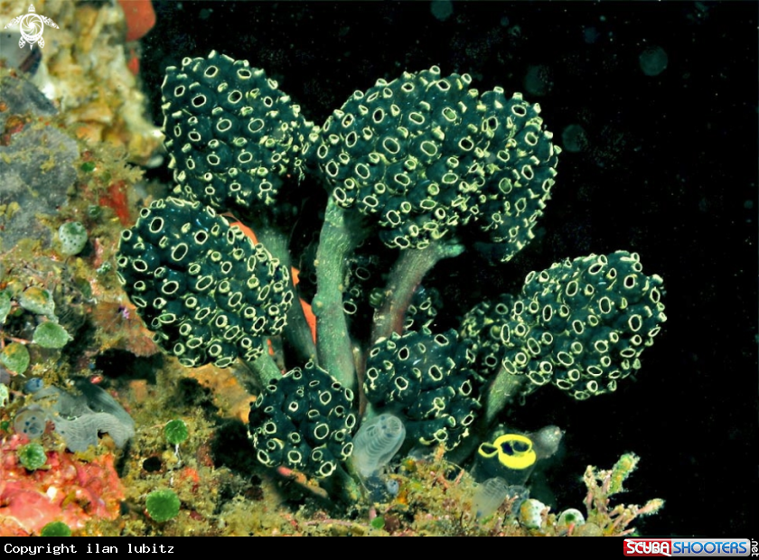 A Tunicates