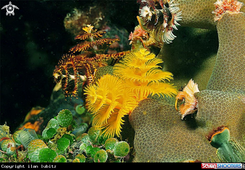 A christmas tree worm