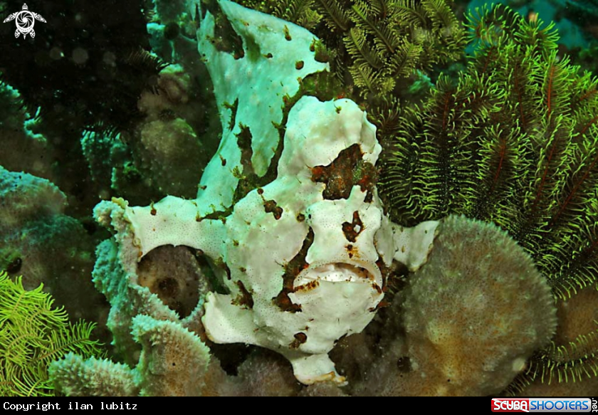 A frogfish