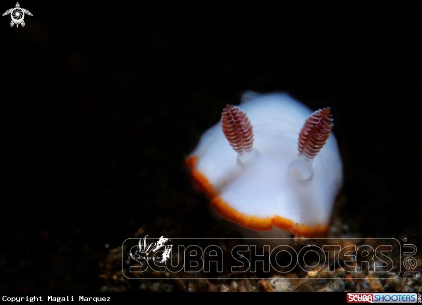A Goniobranchus preciosus