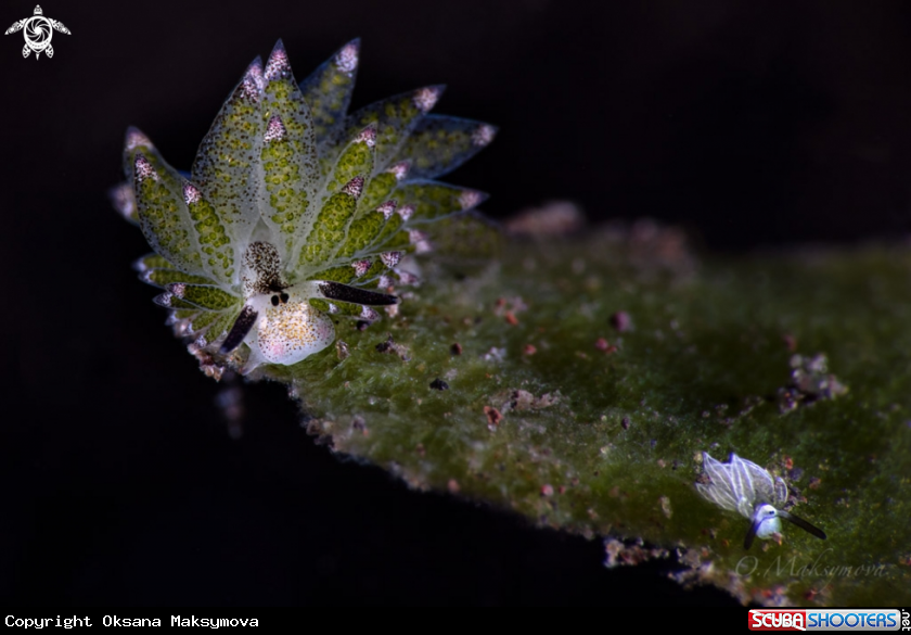 A Leaf Sheep (Costasiella kuroshimae) and Rabbit Costasiella (Costasiella usagi)
