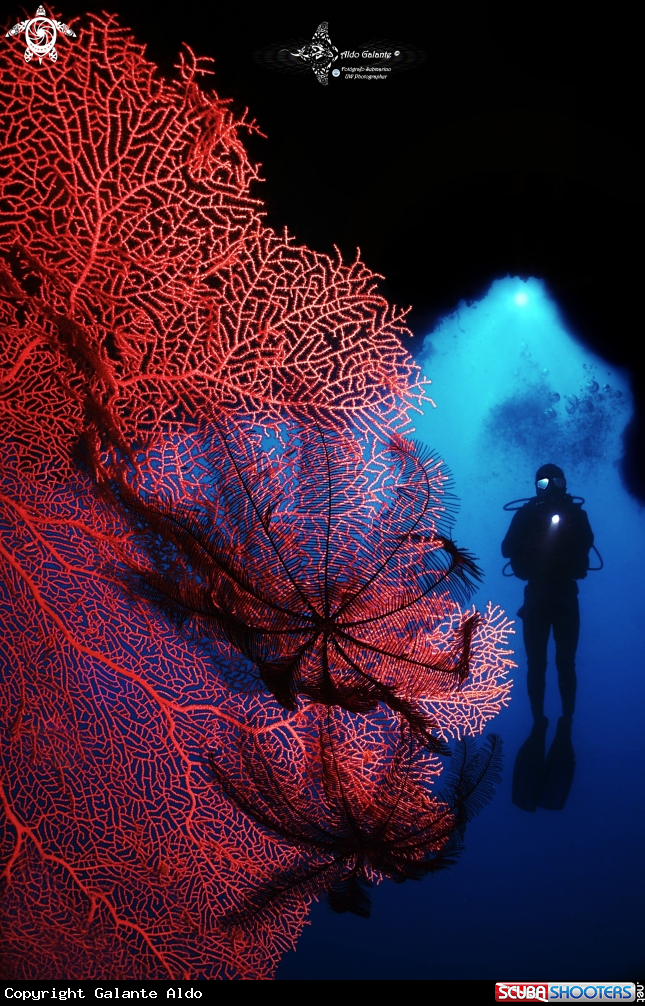 A Diver