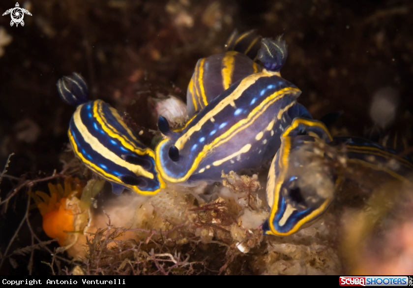 A Hypselodoris tricolor