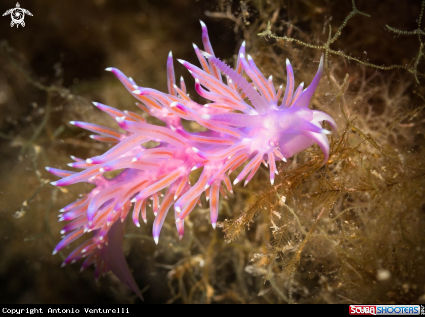 A Flabellina Affinis
