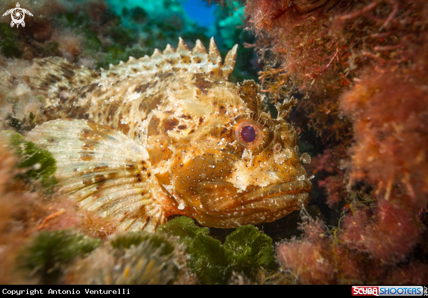A Mediterranean scorpion fish