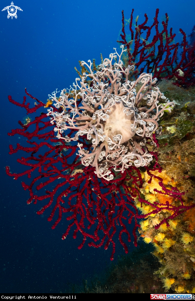 A Astropartus Mediterraneus