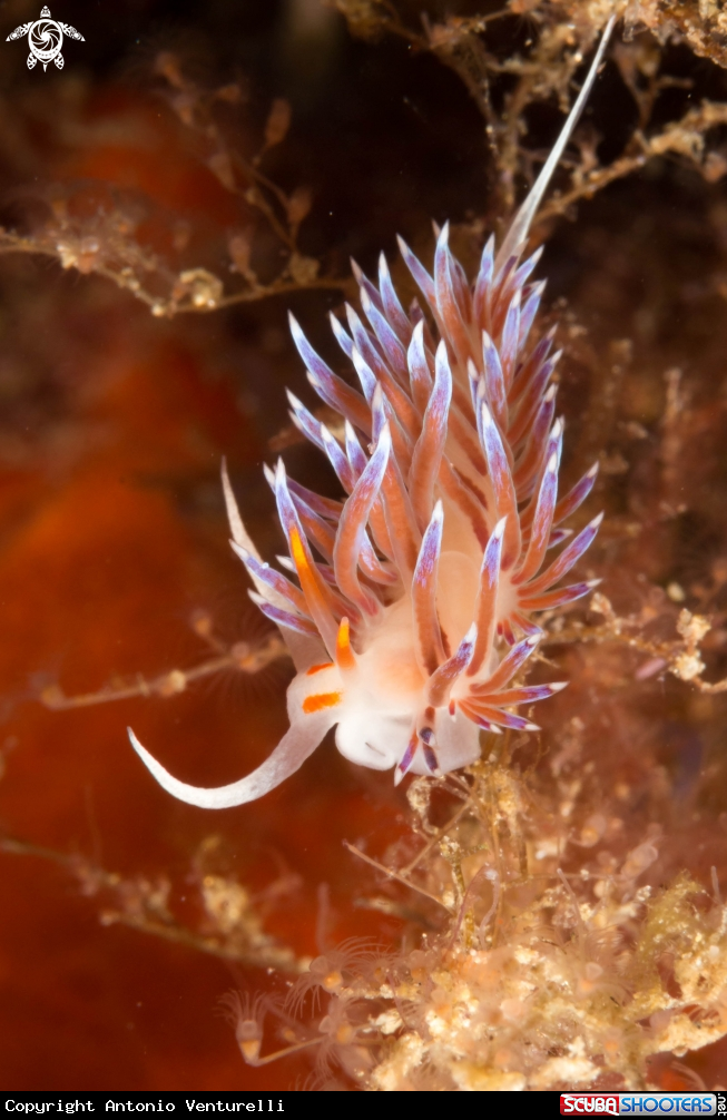 A Cratena Peregrina