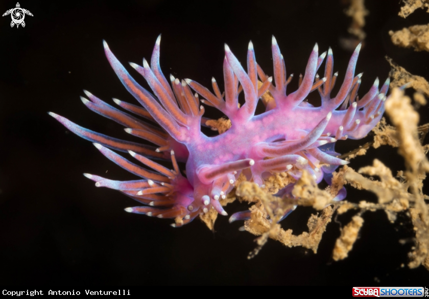 A Flabellina rosa