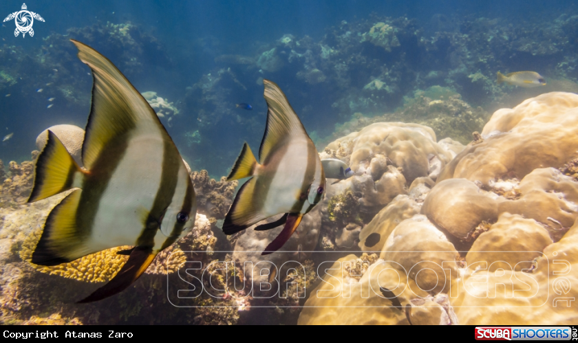 A Batfish