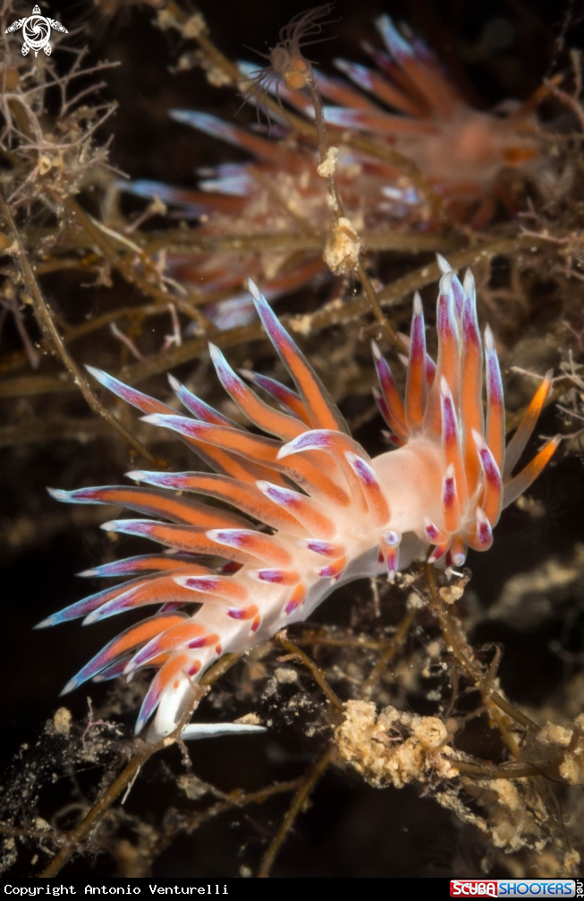 A Cratena peregrina nudibranch