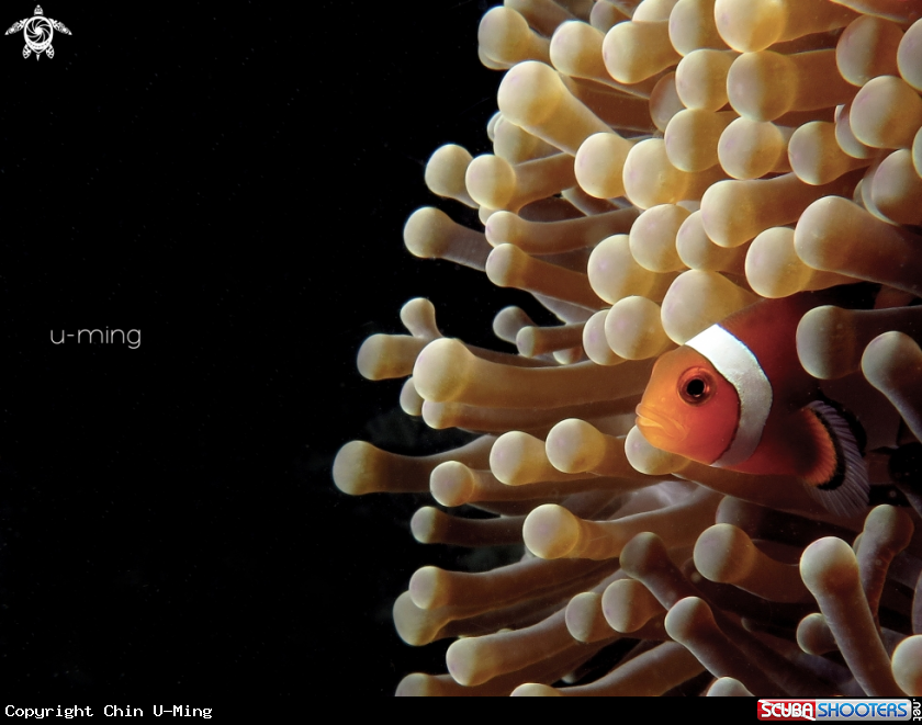 A Clownfish