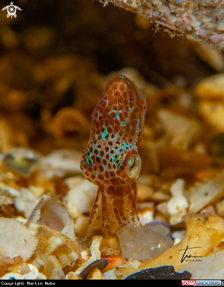 A Dwarf Bobtail Squid
