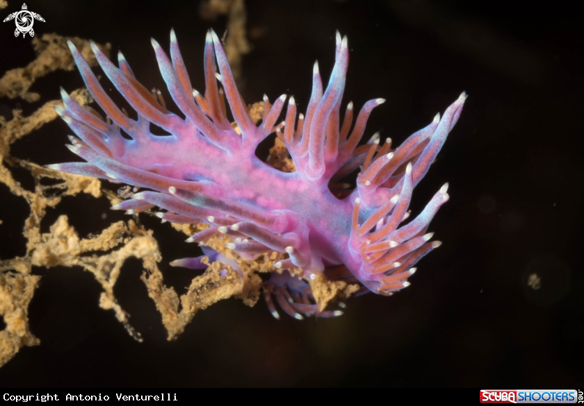 A Flabellina violet nudibranch