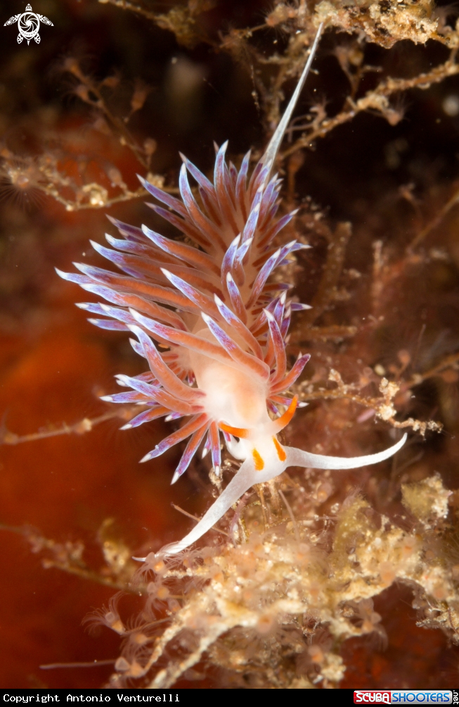 A Cratena peregrina nudibranch