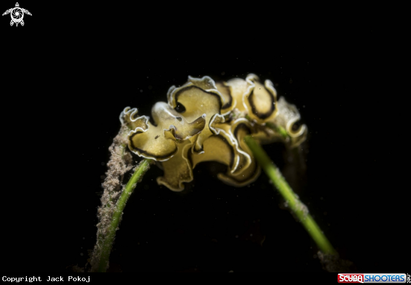 A Marine Flatworm