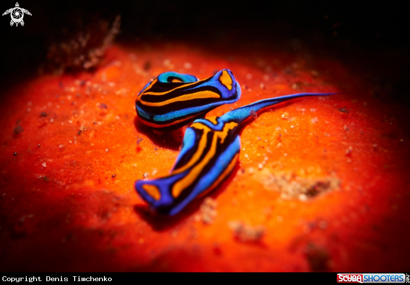 A NUDIBRANCH