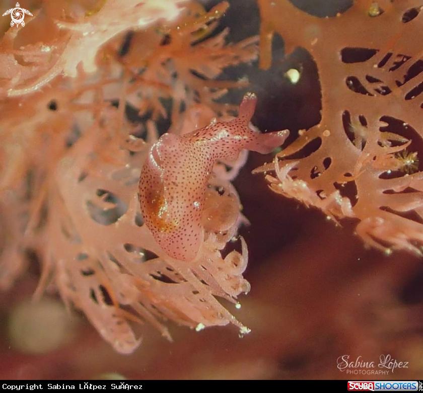 A Nudibranch