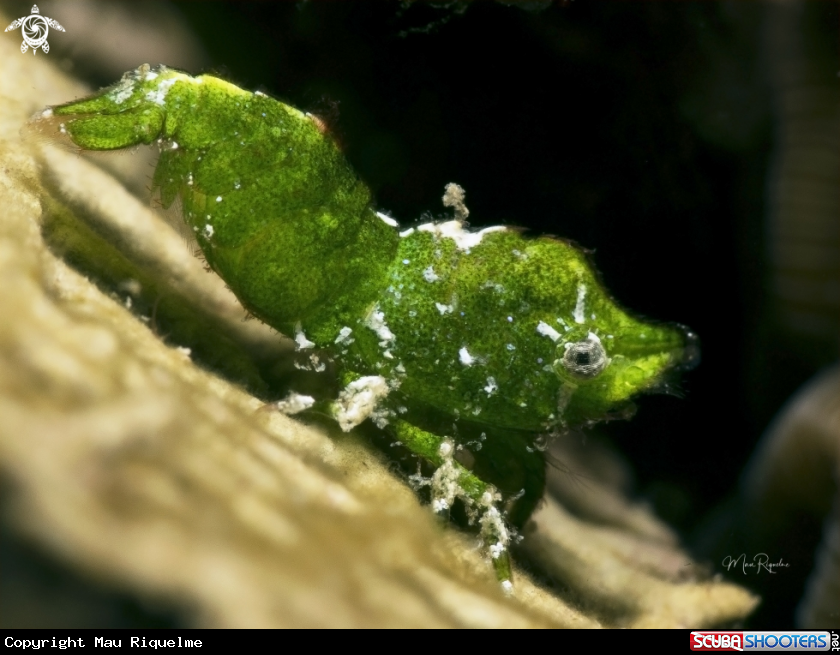 A Roughback Shrimp