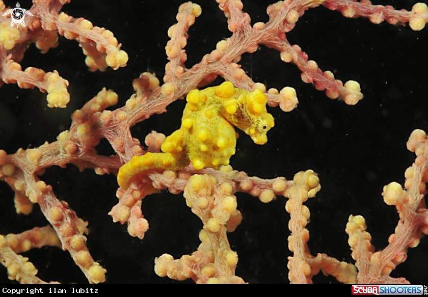 A pygmy sea horse