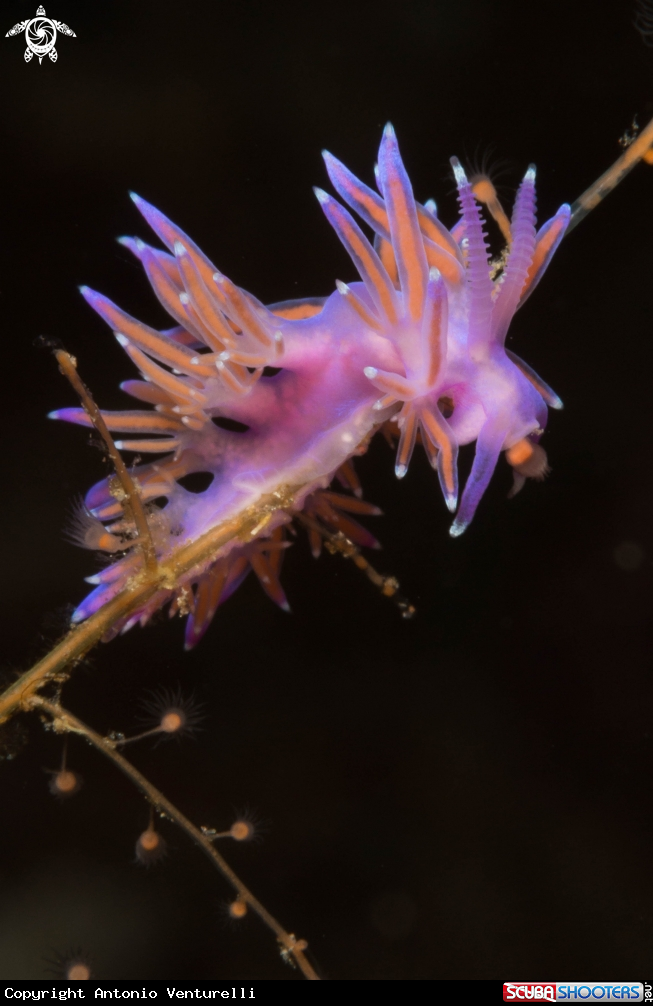 A Flabellina rosa