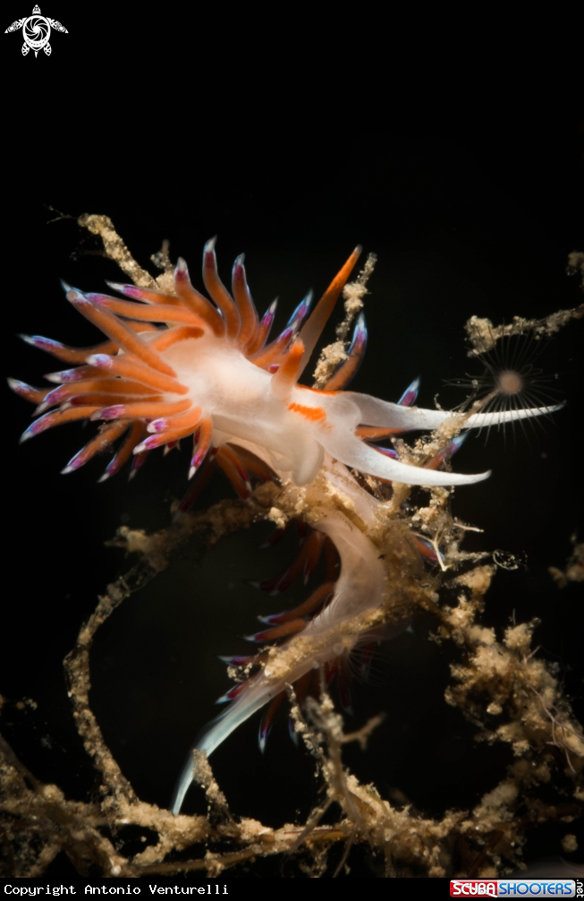A Cratena peregrina nudibranch