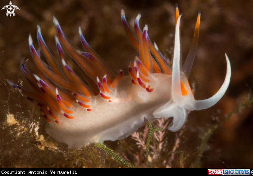 A Cratena peregrina nudibranch