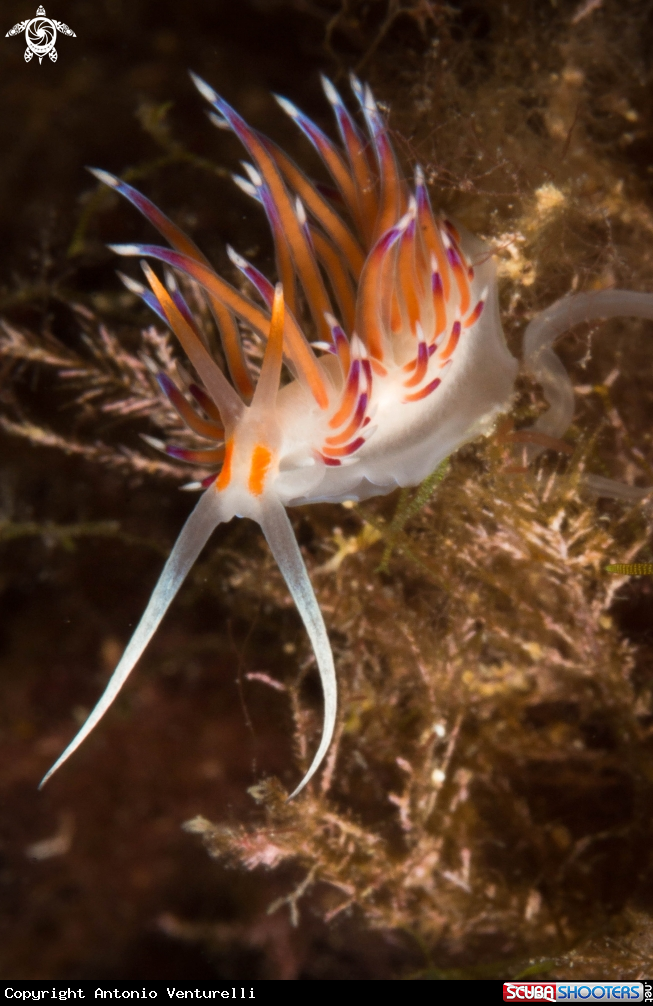 A Cratena peregrina nudibranch