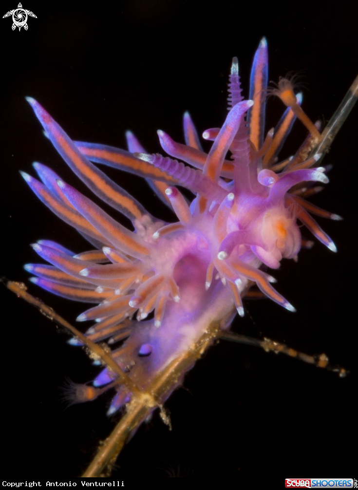 A Flabellina rosa nudibranch