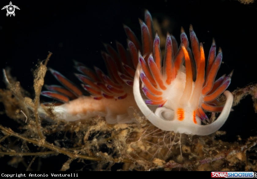 A Cratena peregrina nudibranch