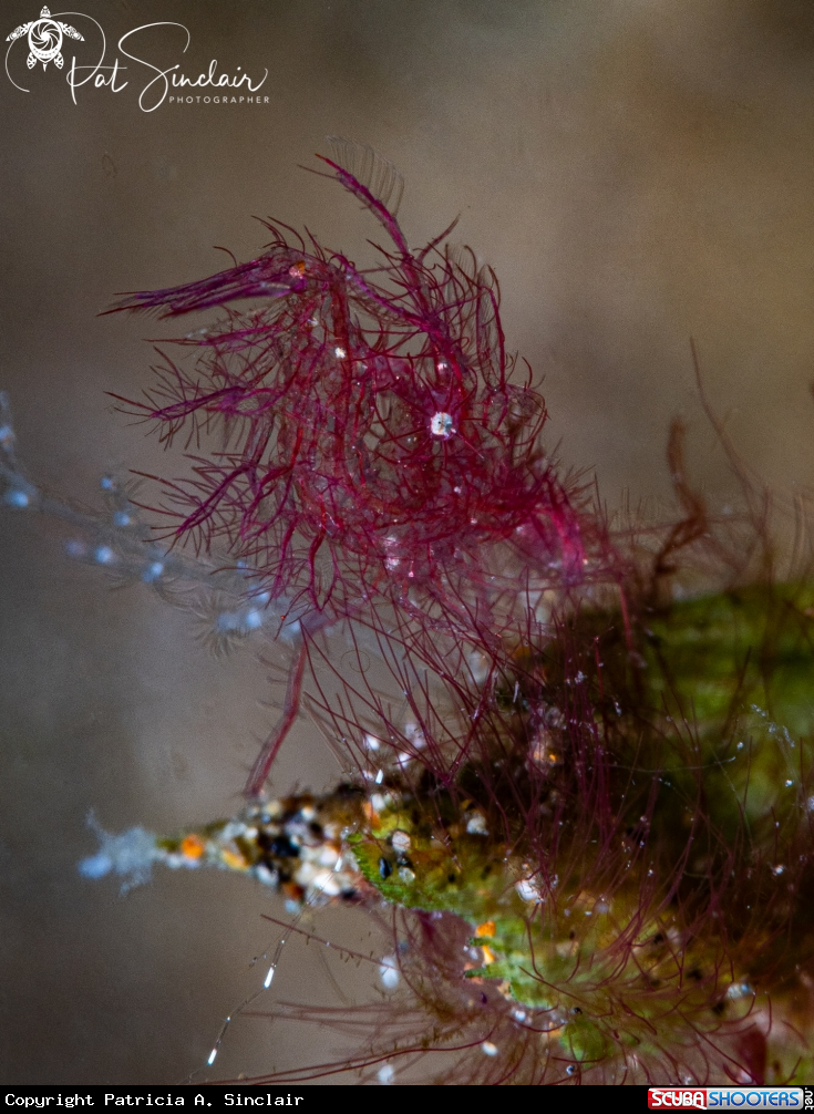 A Hairy Shrimp