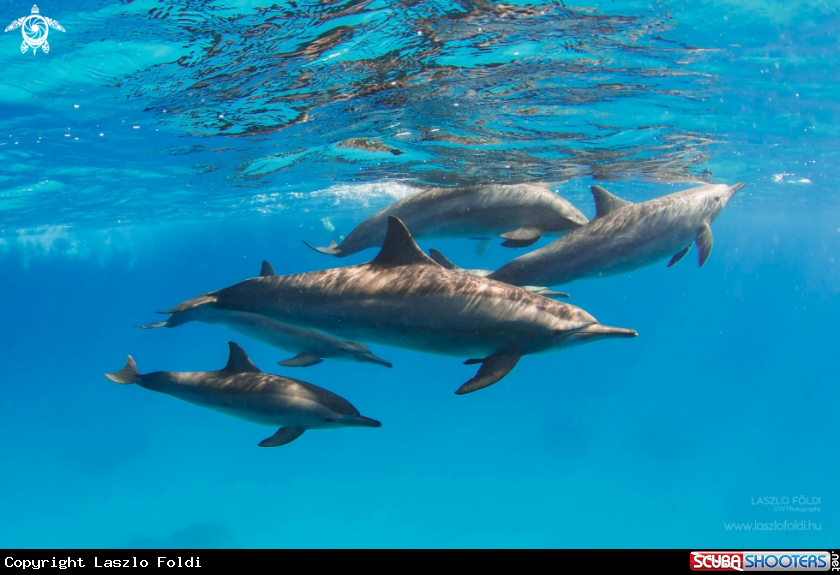 A Dolphins