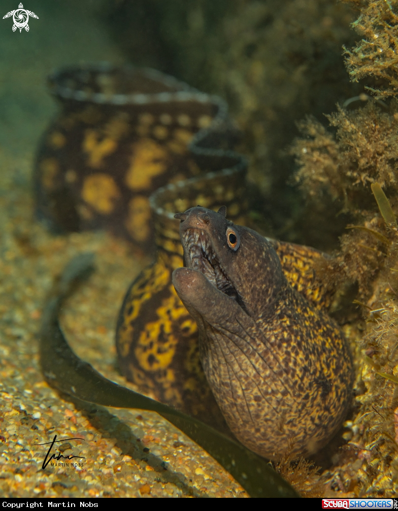 A Mediterranean Moray Eel
