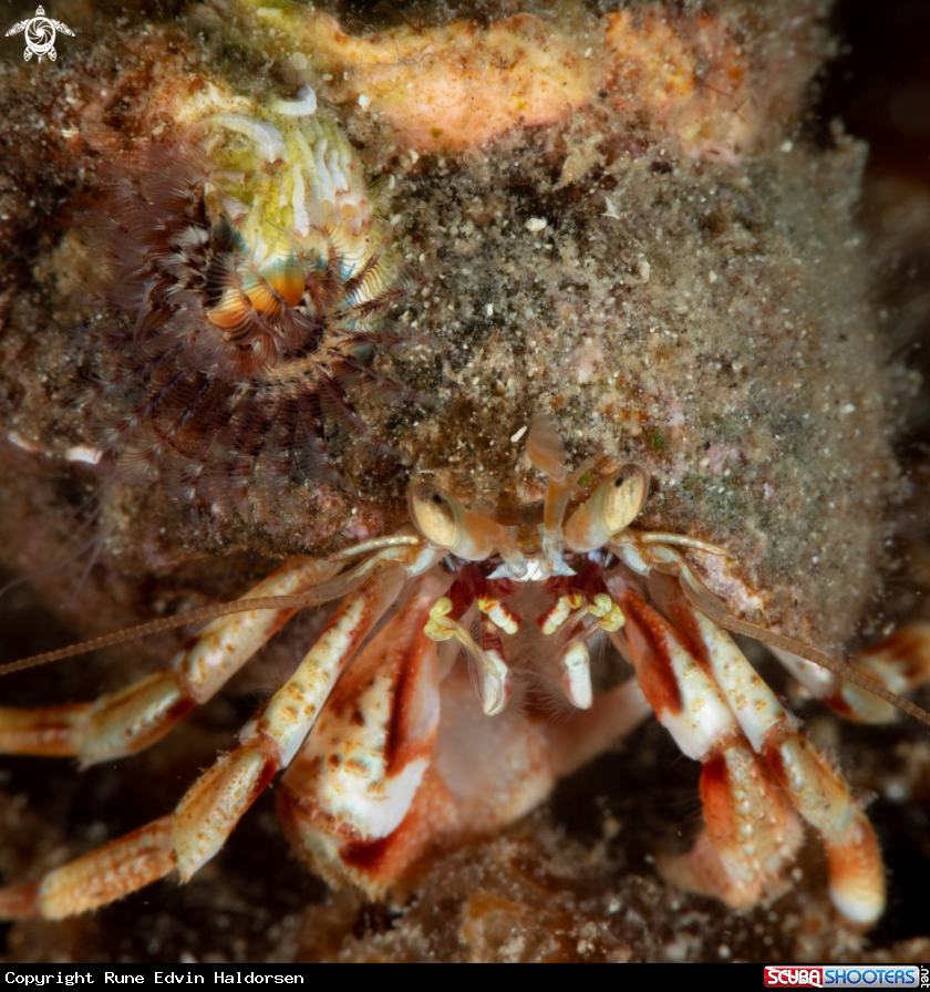 A Hermit crab