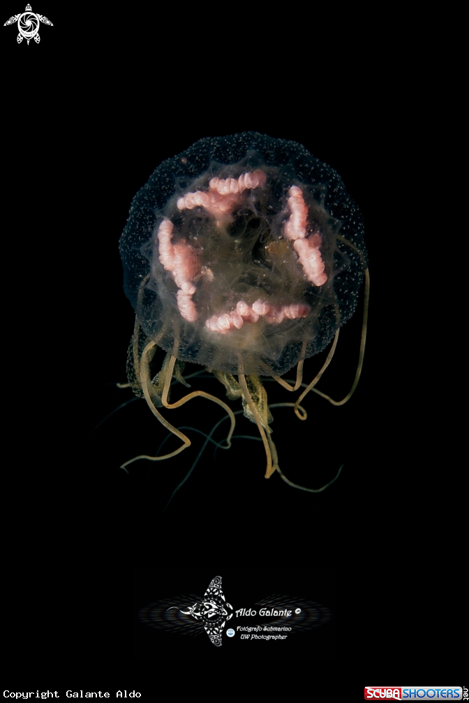 A Jellyfish 