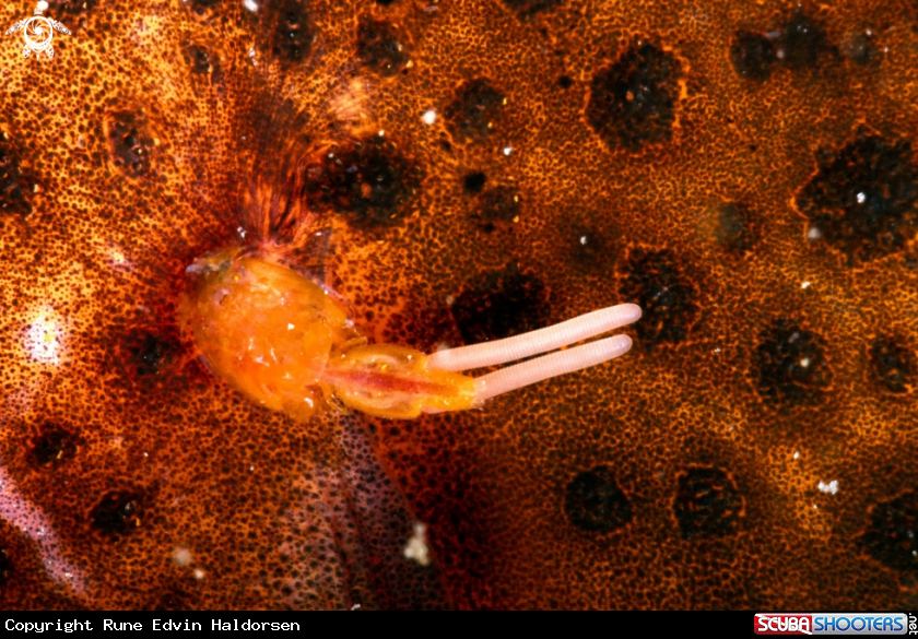 A Sea lice