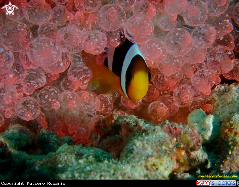 A Pesce pagliaccio