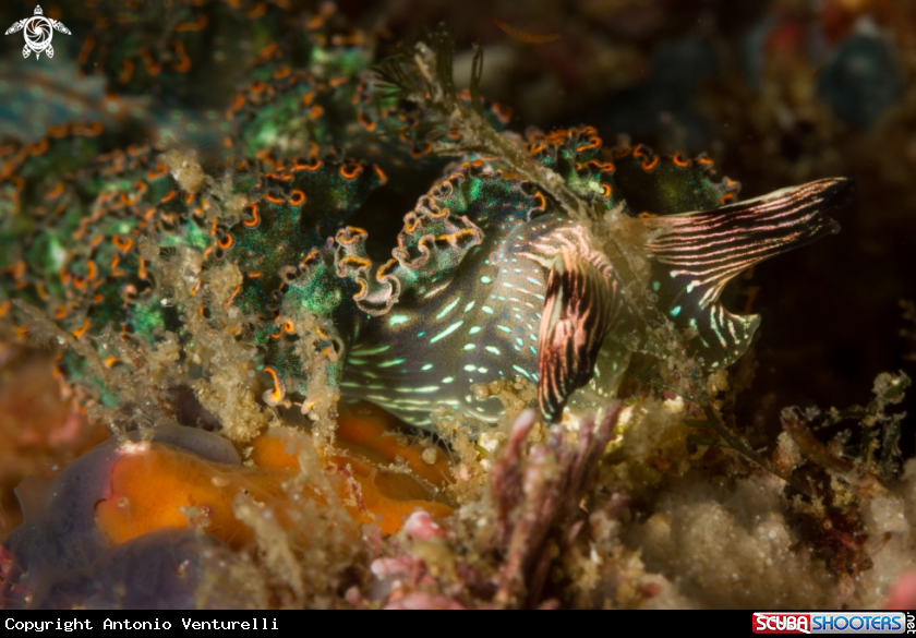 A Danzarina mexicana nudibranch