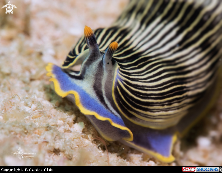 A Armina Nudibranch