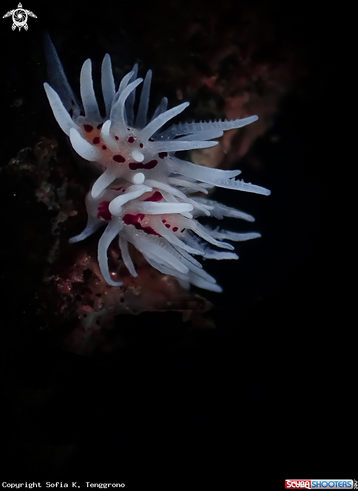 A Nudibranch