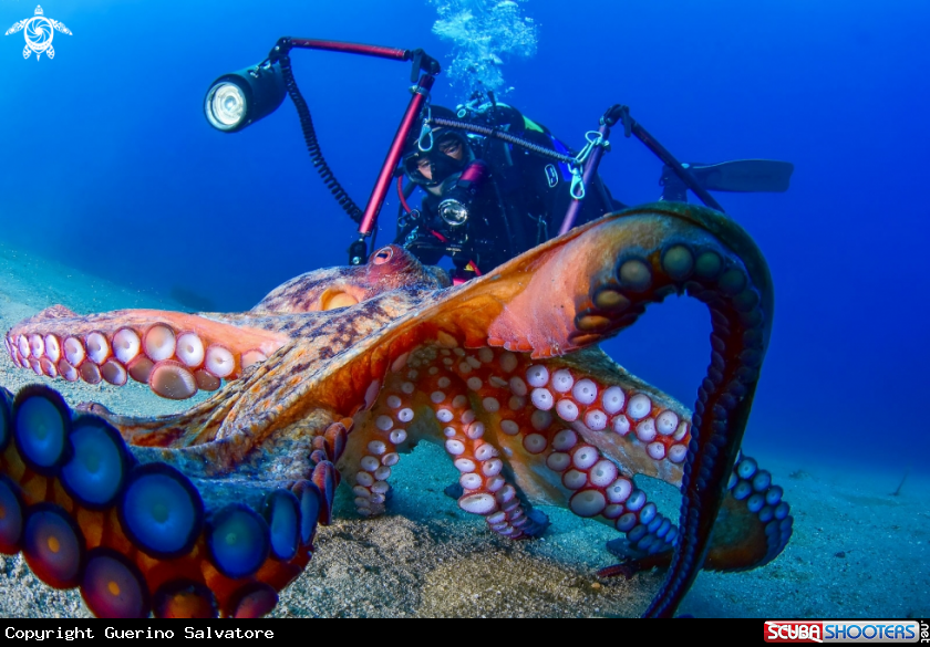 A Octopus vulgaris