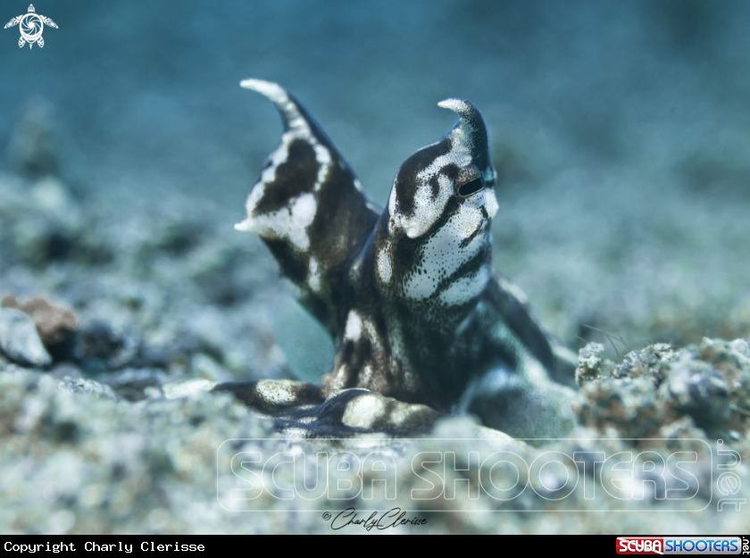 A Mimic Octopus